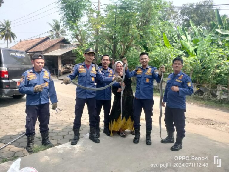 Aksi Heroik Damkar Kota Cilegon Evakuasi Tiga Ular Kobra Viral di Media Sosial
