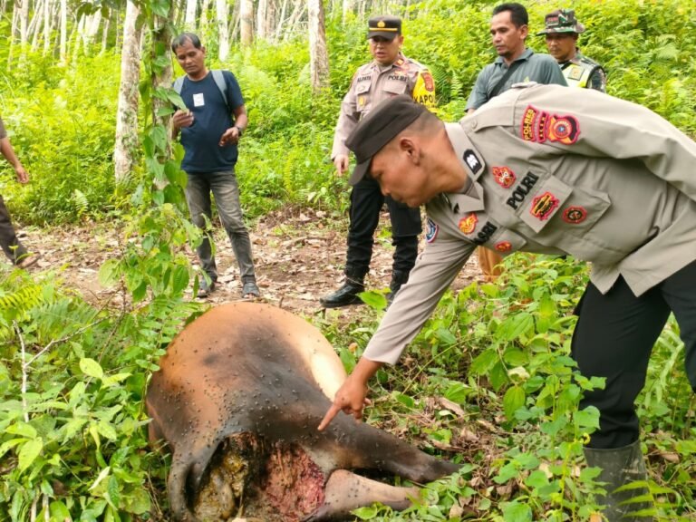 Kapolsek Indra Makmu Datangi Lokasi Sapi Milik Warga Yang Diduga Dimangsa Harimau