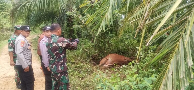 Harimau diduga kembali terkam ternak warga Indra Makmur, Aceh Timur