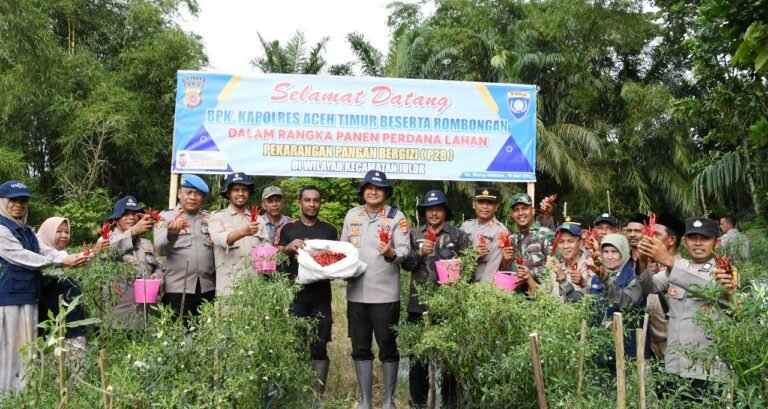 Kapolres Aceh Timur Panen Cabai Yang Ditanam Bhabinkamtibmas Polsek Julok