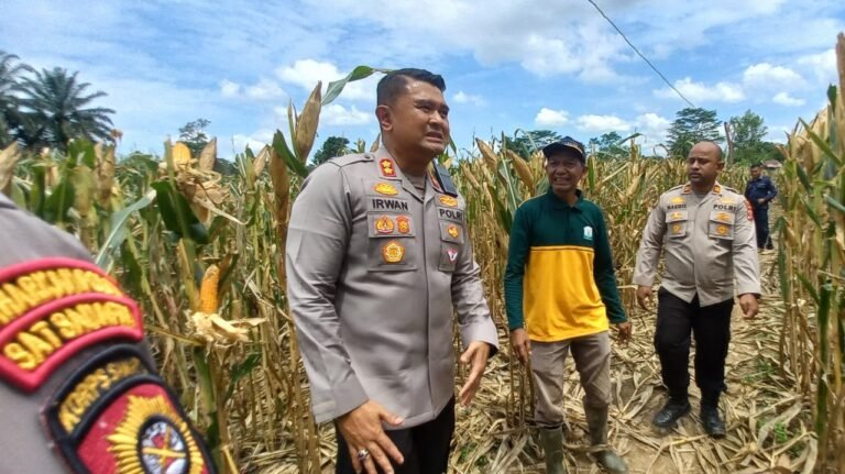 Kapolres Aceh Timur Cek Lokasi Persiapan Panen Raya Jagung