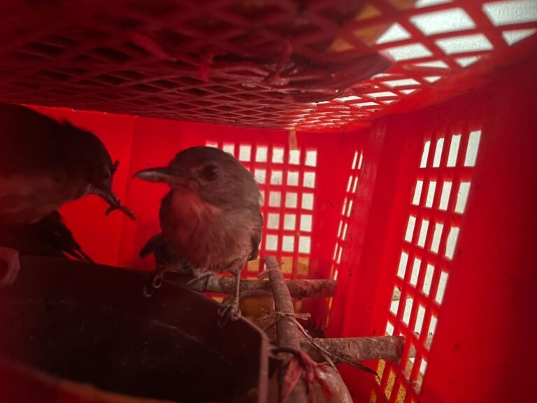 Selamatkan Satwa! 334 Burung Liar Dilepasliarkan Usai Diamankan di Pelabuhan Merak