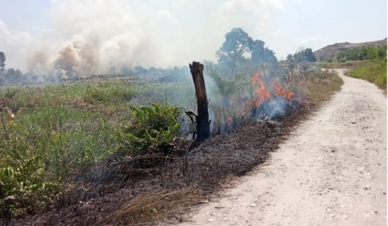 Pembakaran Lahan di Lingkungan Ake Sinar Jaya Jelutung Dibiarkan, Si Jago Merah Mengamuk