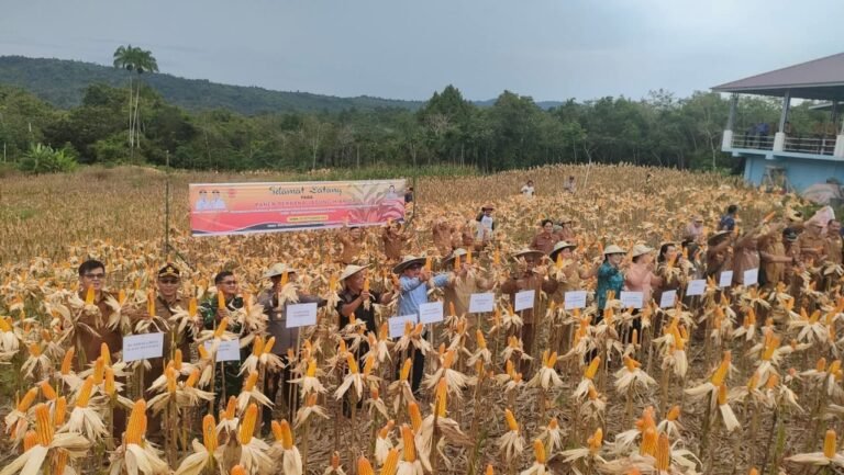 Wakil Bupati Nias Barat Buka Rakor Ketahanan Pangan dan Panen Perdana Jagung Hibrida