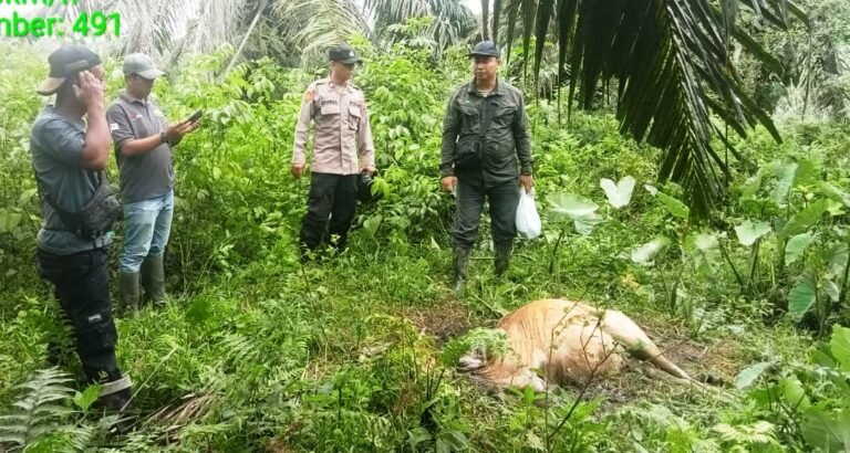 Seekor Sapi Milik Warga Peunaron Mati Diduga Dimangsa Harimau